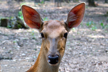Close up face of deer.
