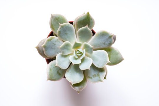 succulent plant, mini cactus on white background -