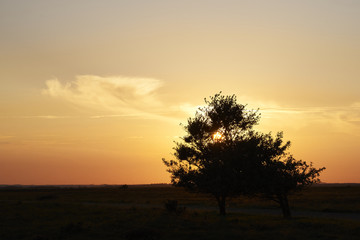 Fototapeta na wymiar sunset over the heather area at Kongenshus near Viborg in Denmark