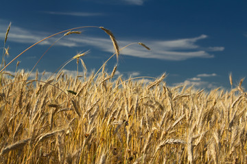 Obraz premium The corn field and the white clouds over the blue sky slowly flow over it