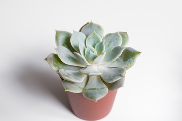 small succulent plant pot on white background