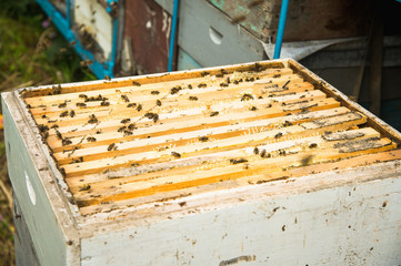 Fototapeta na wymiar Many bees in an open hive