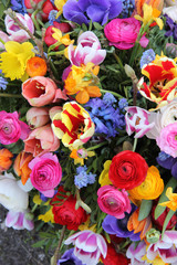 Colorful spring flowers