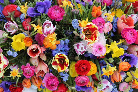 Colorful spring flowers