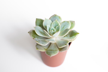 small succulent plant pot on white background