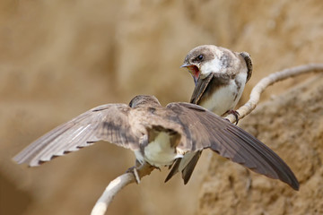 A couple European sand martin near nest.