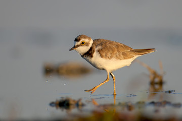 Ringed plover in soft sunrise morning light.