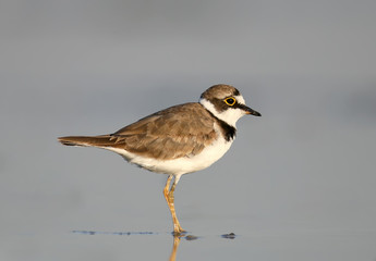 Obraz premium Ringed plover in soft sunrise morning light.