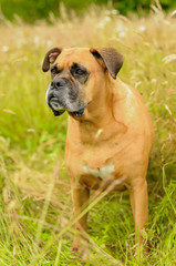 Dog breed boxer