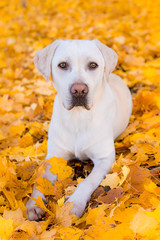 Labrador im Herbstlaub