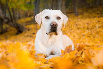 Labrador im Herbstlaub