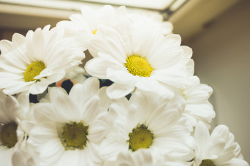 chamomile flowers