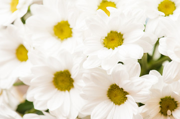 Obraz na płótnie Canvas chamomile flowers