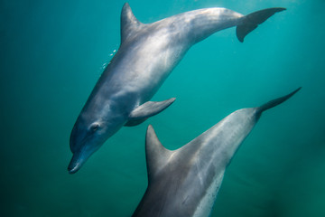 Obraz na płótnie Canvas Bottle nosed dolphin underwater.