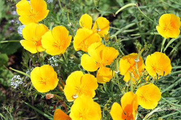 California Poppy (Eschscholzia californica) yellow flowers