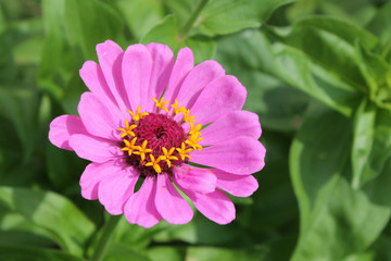 Pink elegant zinnia flower on green background