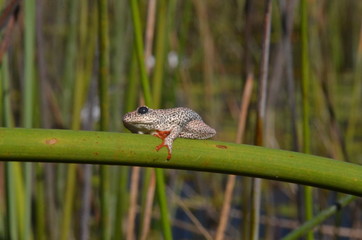 grenouille africaine