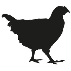 Vector, flat image of a chicken on an isolated white background