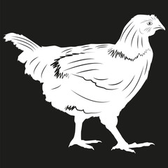 Picture of a chicken. Chicken Silhouette.