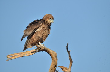 le rapace au repos