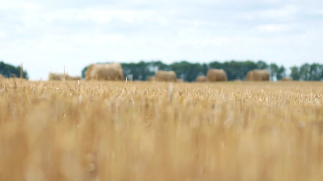 Big hay bails on the summer field