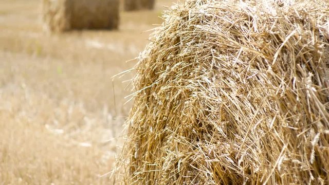 Grain crop, harvesting. Hayctacks on the field