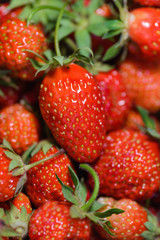 Ginger strawberries after harvest