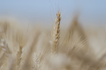 Obraz premium Ziarno