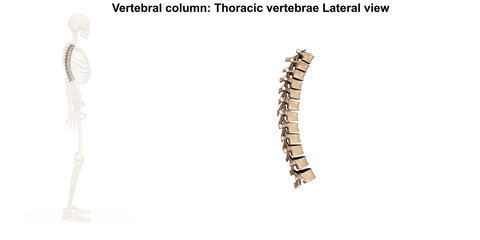 Skeleton_Thoracic Spine_Lateral