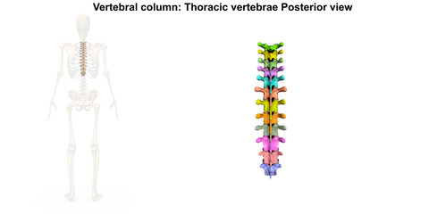 Skeleton_Thoracic Spine_Posterior