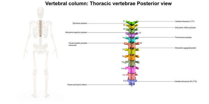 Skeleton_Thoracic Spine_Posterior