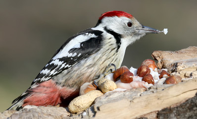 Middle spotted woodpecker closeup portrait.