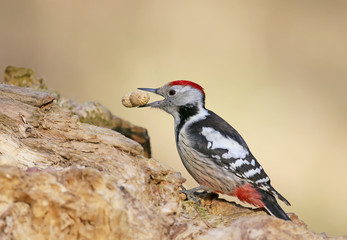 A woodpecker with peanut