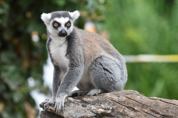 Obraz premium Ring-tailed lemur