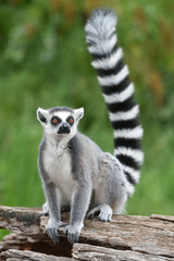 Fototapeta premium Lemur katta