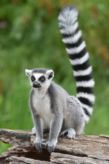 Obraz premium Lemur katta