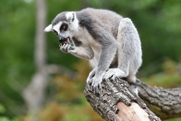 Ring-tailed lemur
