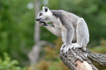 Ring-tailed lemur