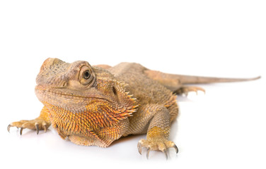 Central bearded dragon