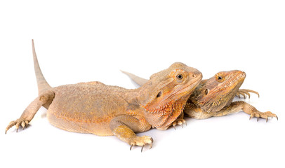 Central bearded dragon