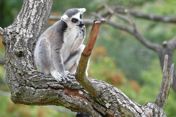 Ring-tailed lemur