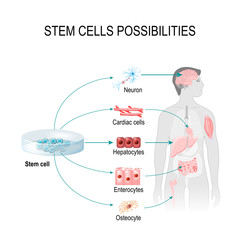 Stem cells possibilities © designua