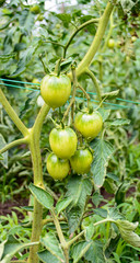 Unripe green tomato