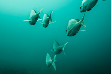 Slinger fish swimming away hind view