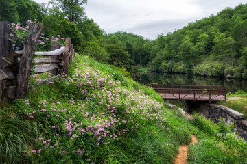 Summer Flowers at Sim's Pond off the Blue Ridge Parkway 