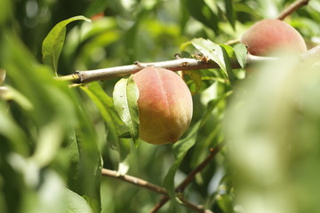 Peach 2