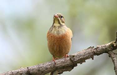 Full size portrait of male ortolan bunting. Soft morning light