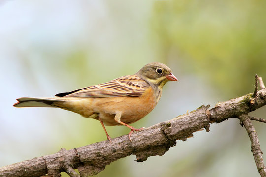 Full size portrait of male ortolan bunting. Soft morning light