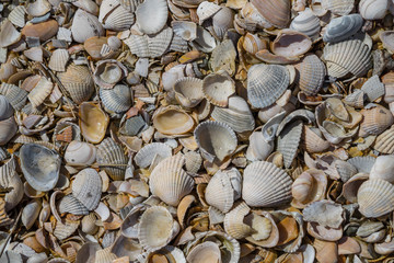 Mit Meeresmuscheln bedeckte Fläche