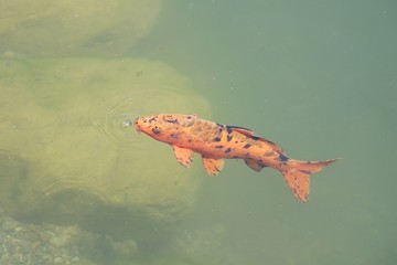 Koi Karpfen